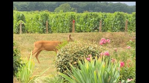 Avre de Paix Sancerrois - last minute hotel in Unknown City