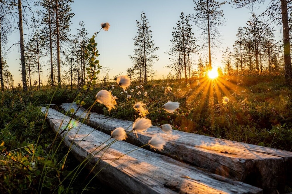Metsä Kolo — Ranua — photo 2
