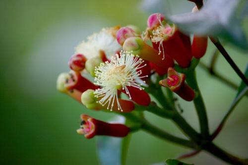 Bali Bening — Munduk — photo 4