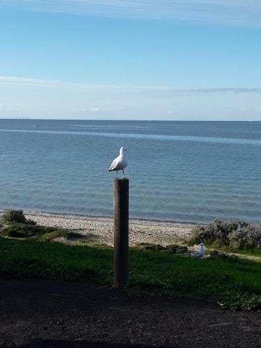 Bay Bell Cottage — 4-Star Luxury Hotel in Saint Leonards, Australia