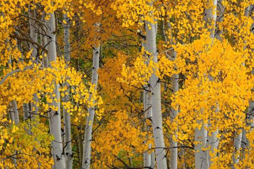 Luxury Charter Studio Vacation Rental With Quick Access to the Ski Slopes and Beaver Creek Village - photo 4