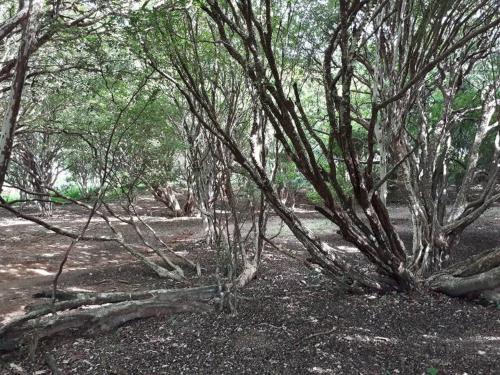 Pousada Fazenda das Bicas in Andrelandia, Brasil