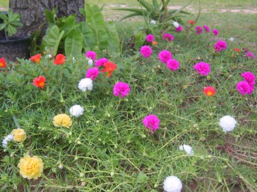 Chomna Resort — Dan Chang — photo 2