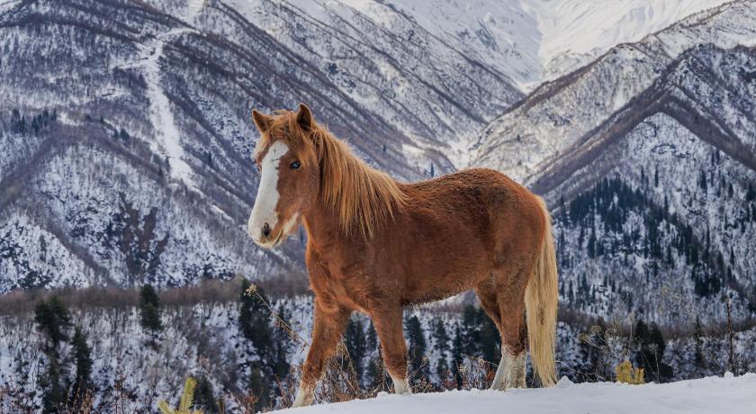 Sami Mta Chalet