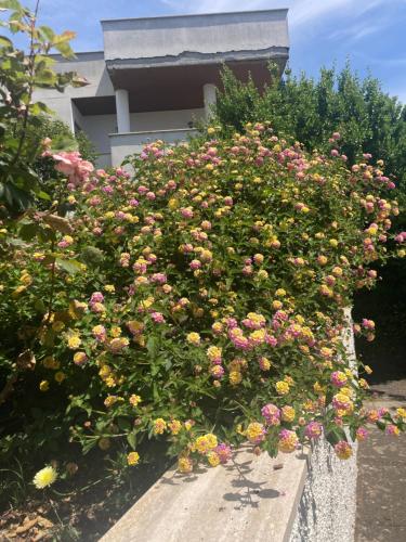 La Rosa Del Mare — hotel in Santa Marinella
