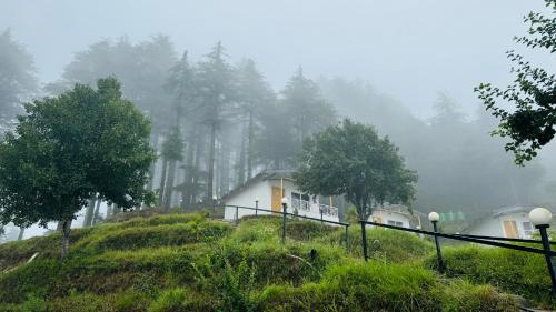 The Deodar Stays — Unknown City — photo 2