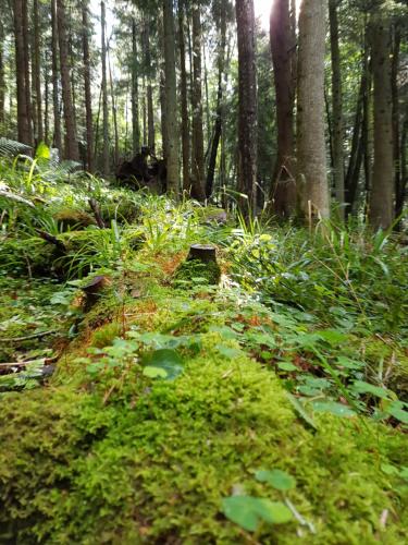 Le Domaine De Pairis — Orbey — photo 4