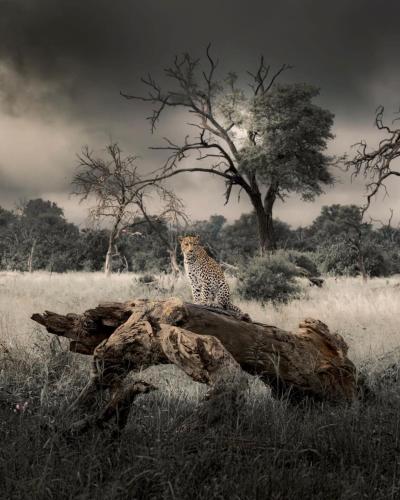 Big Cats Namibia Farmstay & Tours in Outjo, Namibia