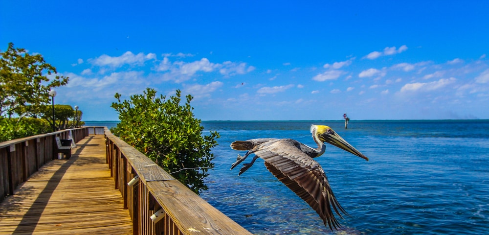 Florida Bay Club - photo 10