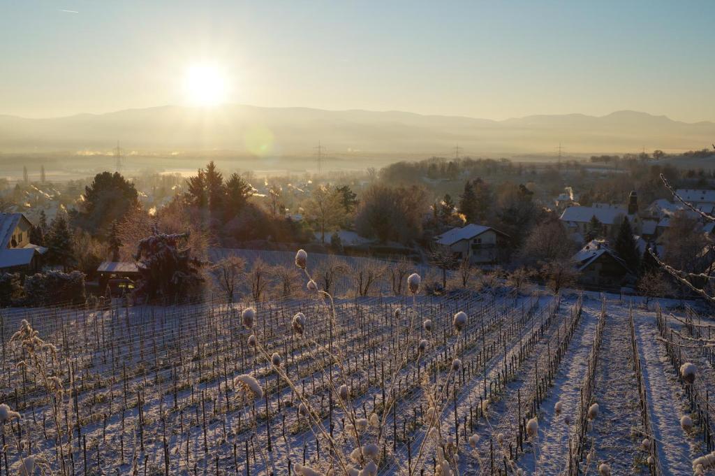 Weingut Landmann Ferienwohnungen — 4-Star Luxury Hotel in Freiburg, Germany