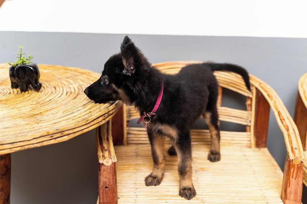Pet-friendly amenities