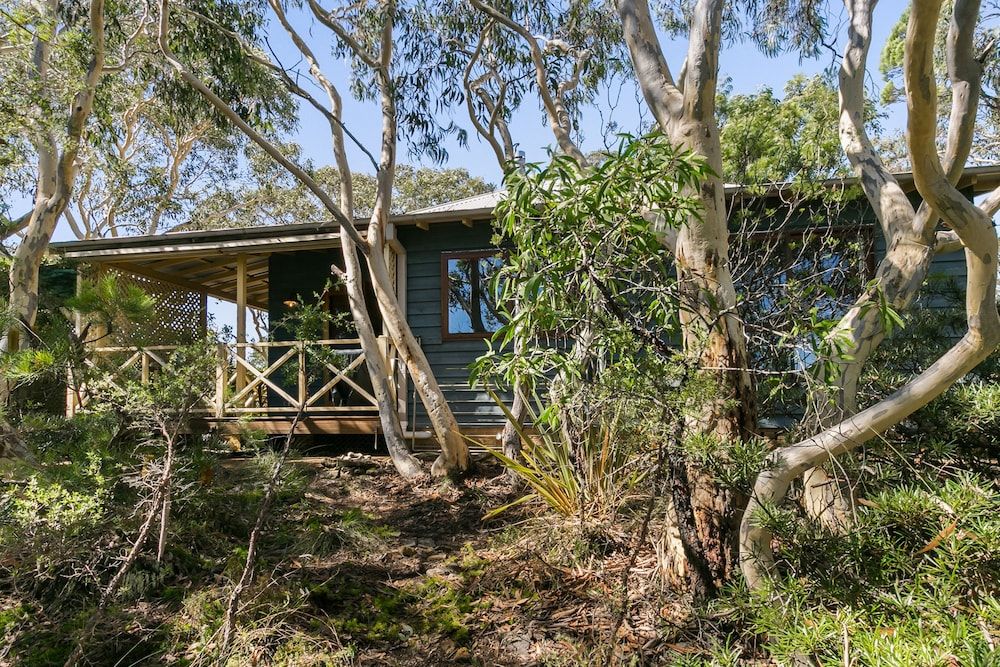 Scribbly Gum in Leura, Australia