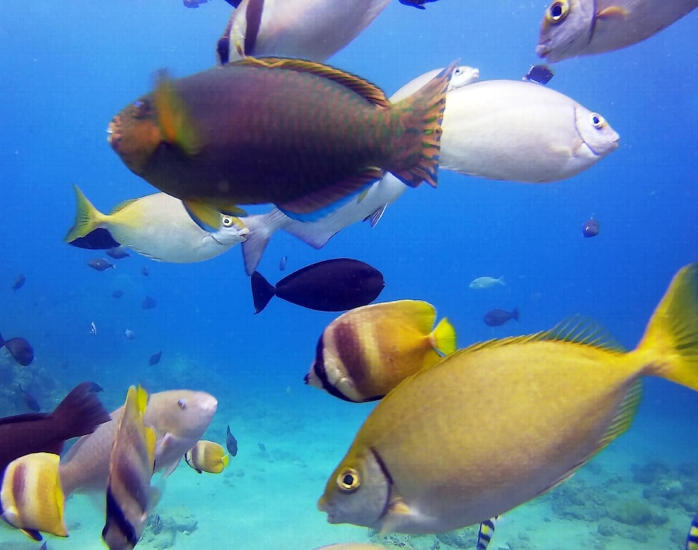 Dive and Trek Resort & Marine Sanctuary — hotel in Bauan