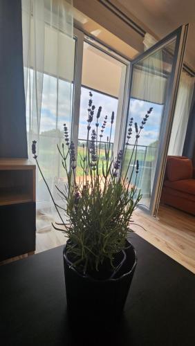 M&K Apartament Ptasi Raj Wyspa Sobieszewska Gdańsk — 4-Star Luxury Hotel in Gdansk, Poland
