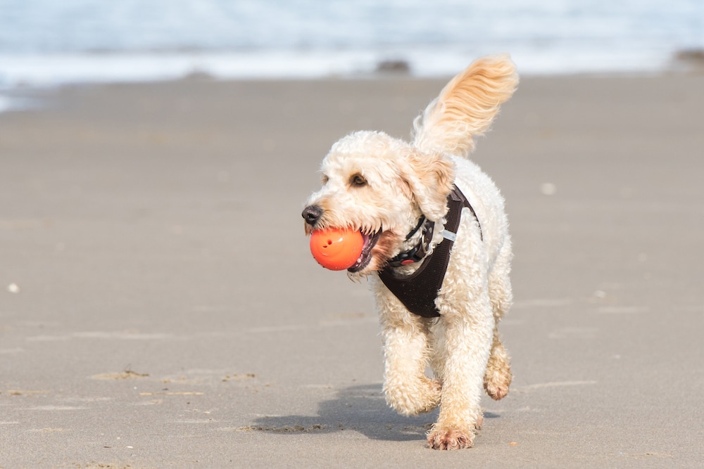 Holiday Inn Express Hilton Head Island by IHG - photo 83
