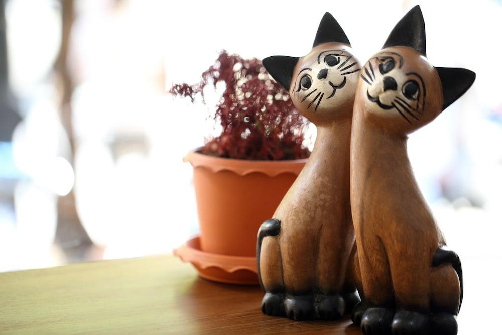 Thai Cat Hostel