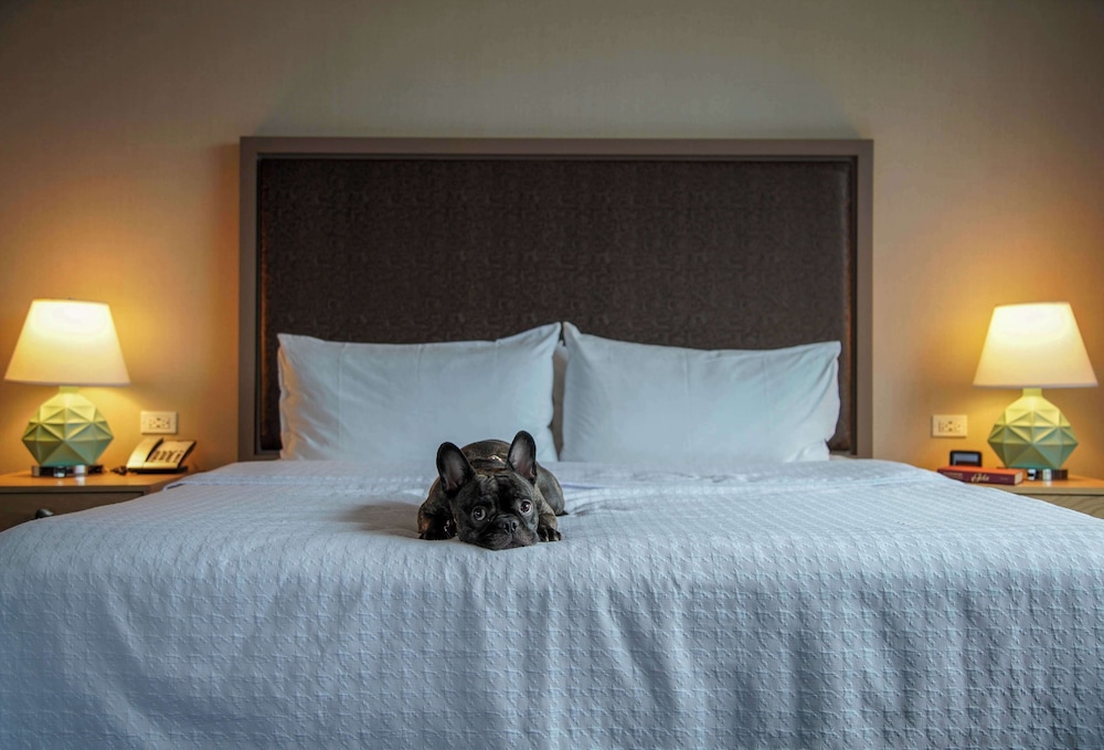 Homewood Suites by Hilton Chicago West Loop Fulton Mkt Area - photo 14