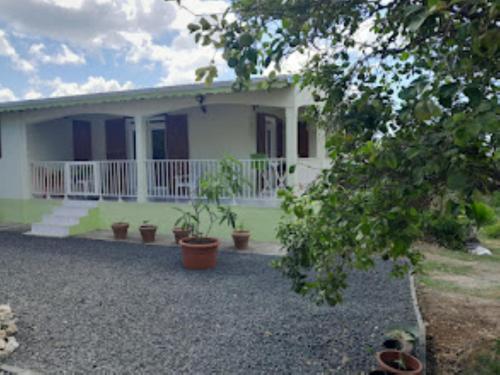 Akaixora Ixora in Le Moule, Guadeloupe