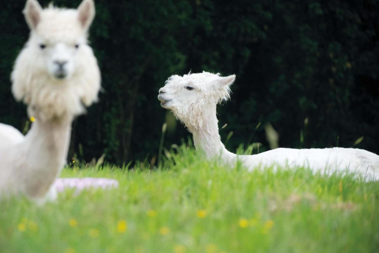 Lamb Shepherd Hut in Pembroke, United Kingdom