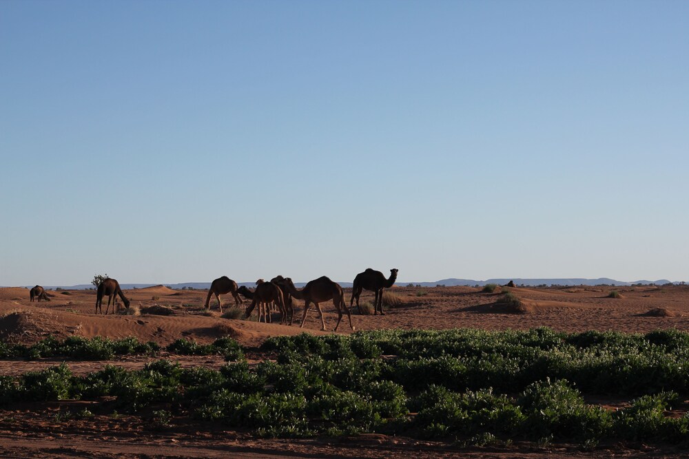 Atmospher Bivouac Desert in Mhamid, Morocco