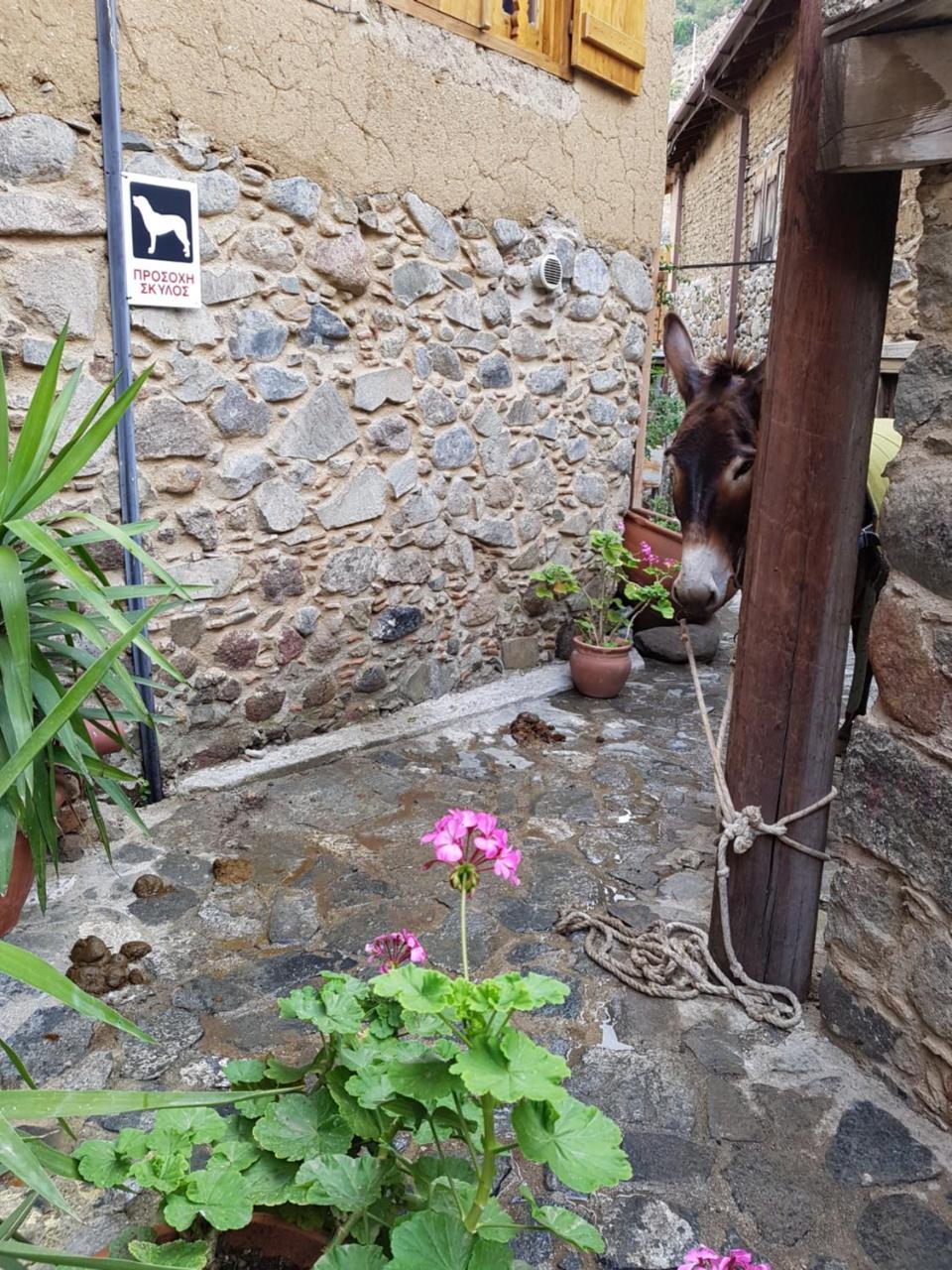 Irene’s House