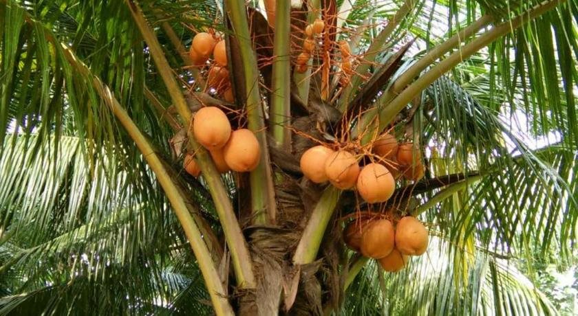 Pelli Riverine in Weligama, Sri Lanka