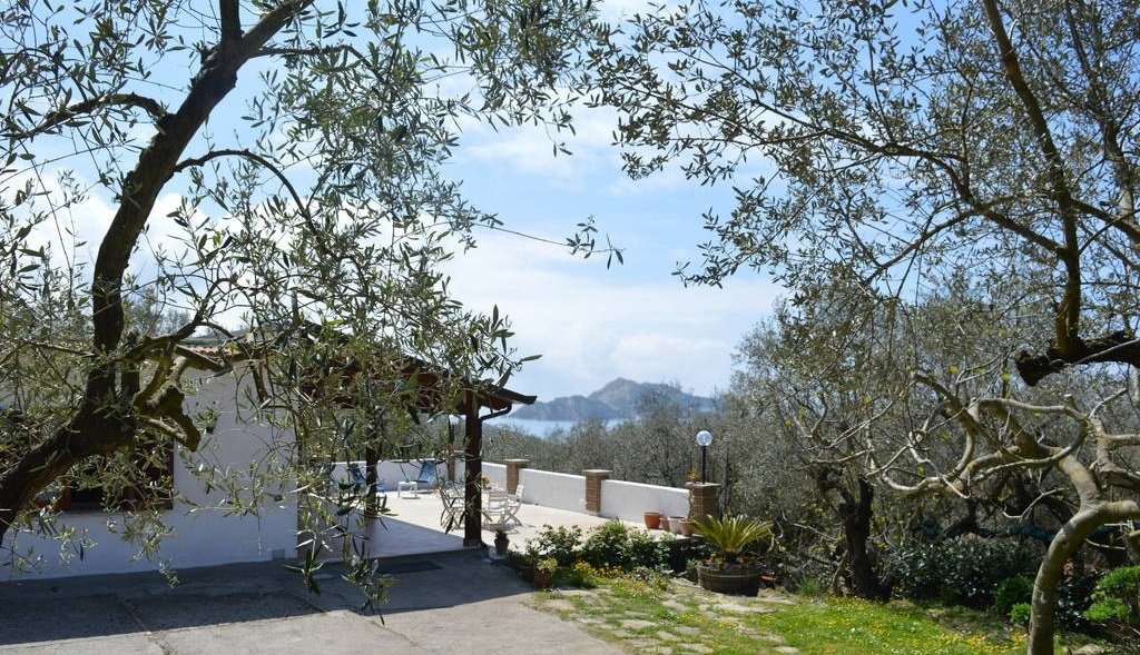 The Lizard Inh 24459 in Massa Lubrense, Italy