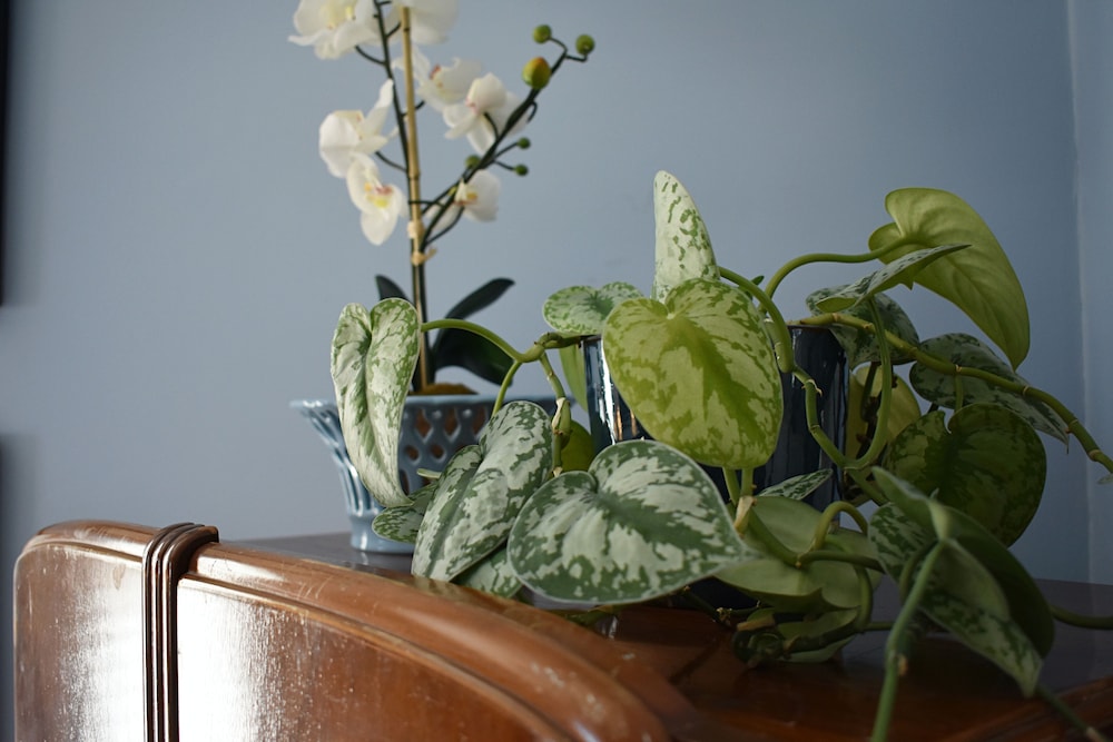 The Trott House Inn - photo 4