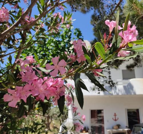 Eva's place — 4-Star Luxury Hotel in Karystos, Greece