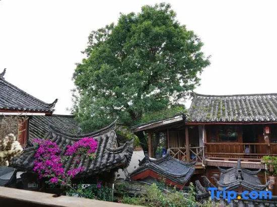 Drunk in the flowers - last minute hotel in Lijiang