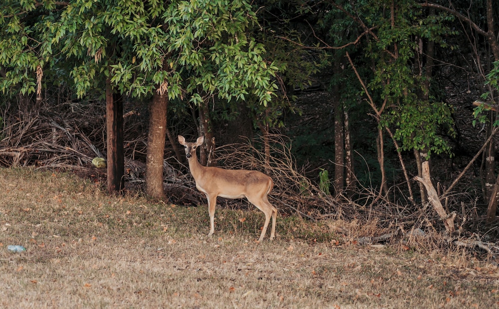River Oak Inn - photo 24