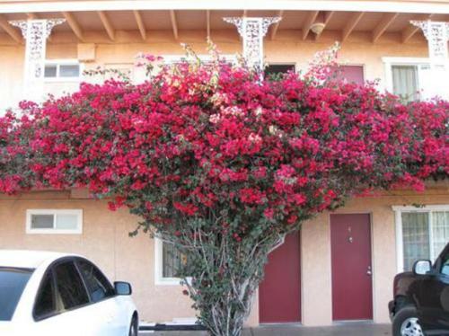 Flamingo Motel Oxnard — Oxnard