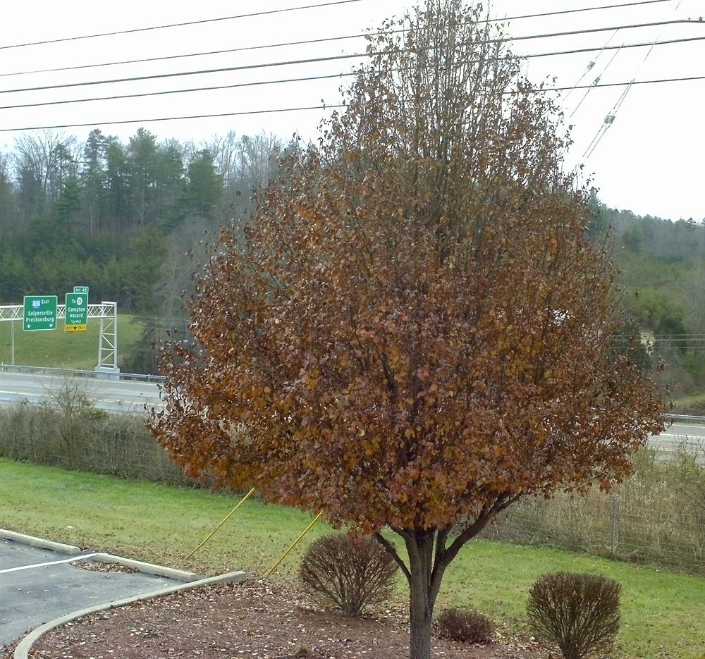 Campton Parkway Inn - photo 57