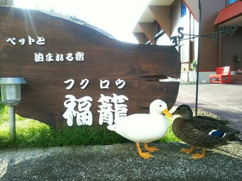 Fukurou in Shingu, Japan