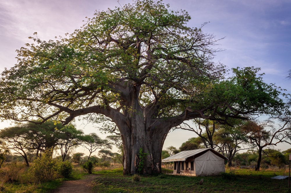 Baobab Tented Camp — Babati — photo 3