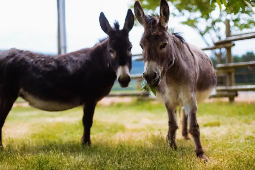Abbey Road Farm — hotel in Oregon
