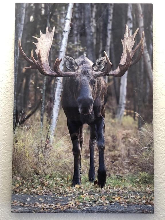 The Moose Crossing — Anchorage — photo 4