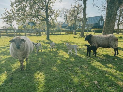 Rozeboom Loft in Unknown City, Belgium