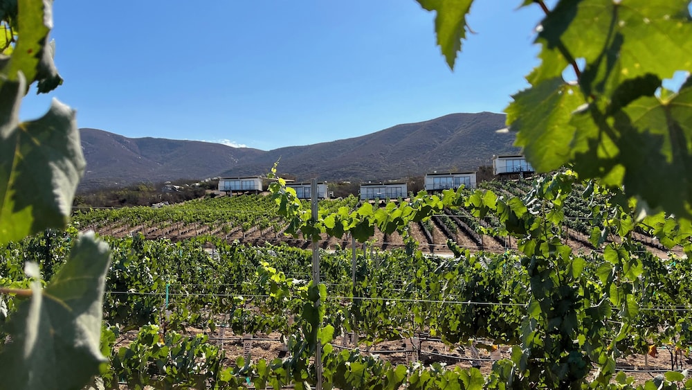 Castillo Toscana Hotel Boutique in Valle De Guadalupe, Mexico