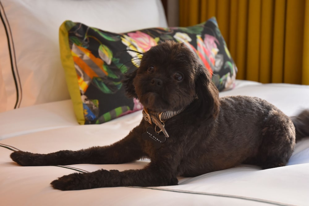 The Darcy Hotel - photo 32