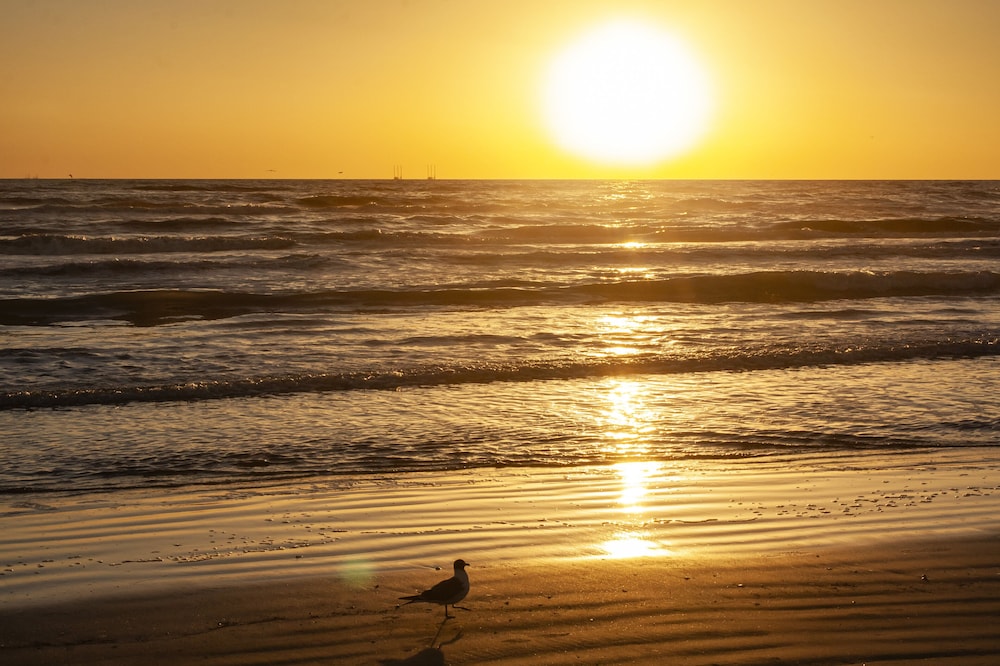 Holiday Inn Resort South Padre Island Beach Front by IHG - photo 124