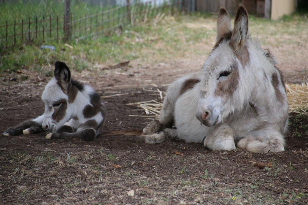 Donkey Tales Farm Cottages — 4-Star Luxury Hotel in Daisy Hill, Australia
