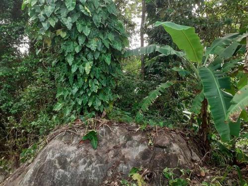 Éden — Cayenne — photo 5