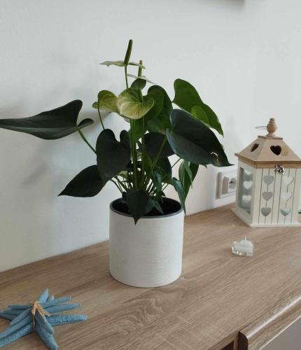 Anne — Komiza — photo 4