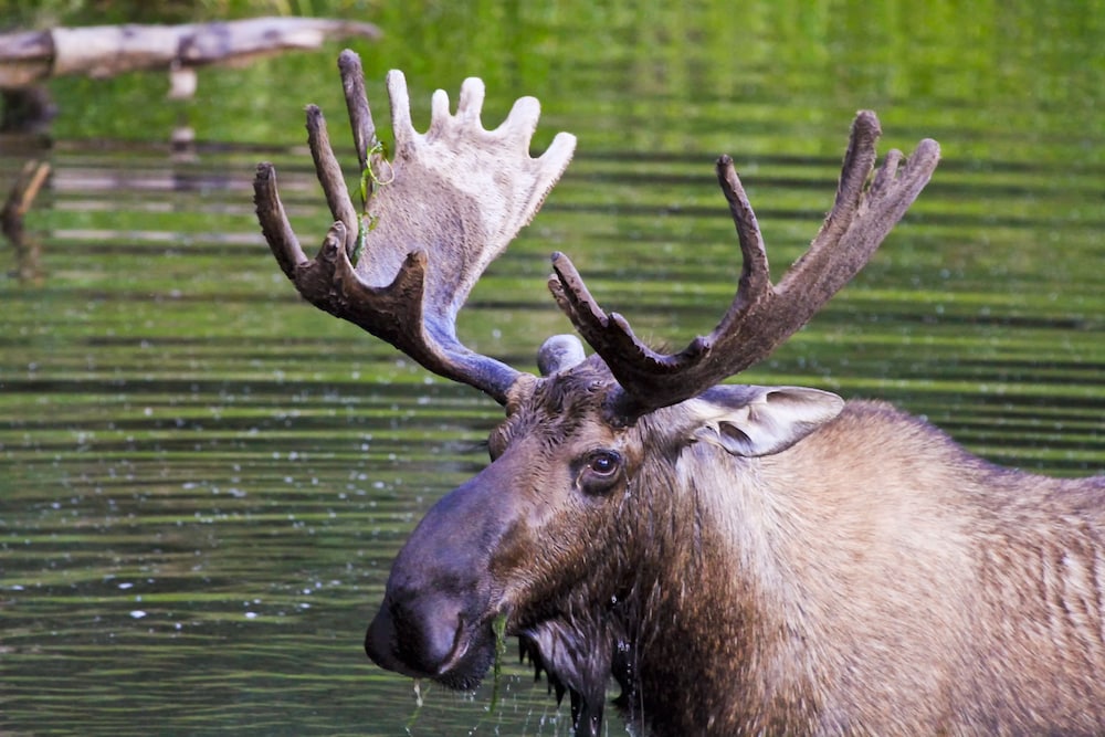 Chena Hot Springs Resort - photo 31