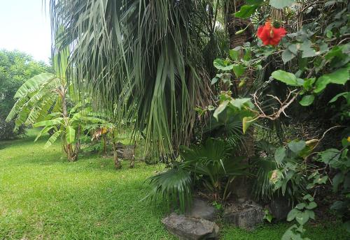 La Douce Creole in Unknown City, Martinique