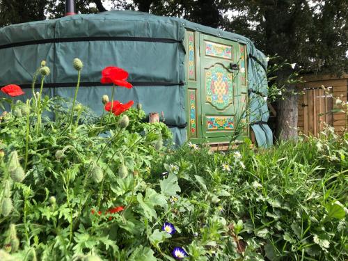 Mill Stream Yurt in Colyton, United Kingdom
