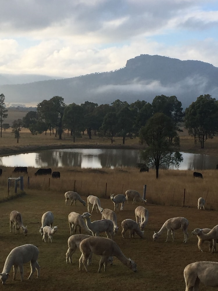 Starline Alpacas Farmstay Resort — Singleton