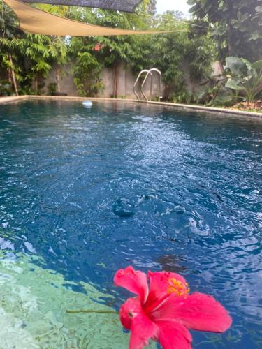 Spacious Studio Apartment 3 with Pool — 4-Star Luxury Hotel in Alburquerque, Philippines