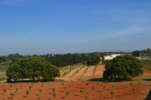 Lu Panaru Societ Agricola Giovanile — Trepuzzi — photo 5